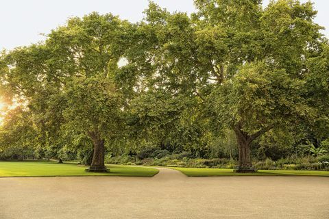 buckingham palace gardens avslöjas i en ny bok