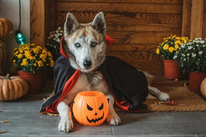tamhund på veranda klädd i vampyrdräkt för halloween