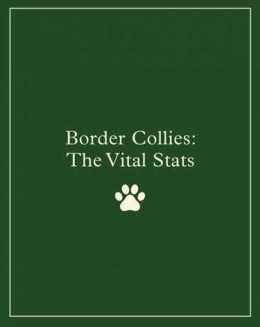 border collies