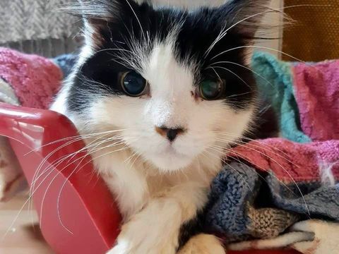 RSPCA letar efter människor att sticka filtar till katter