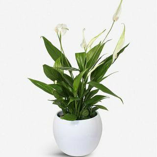 Peace Lily krukväxt