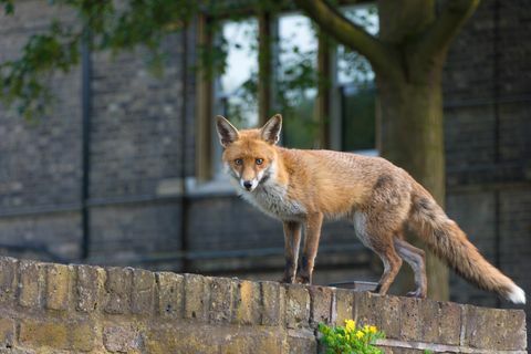 urban fox stående på en vägg