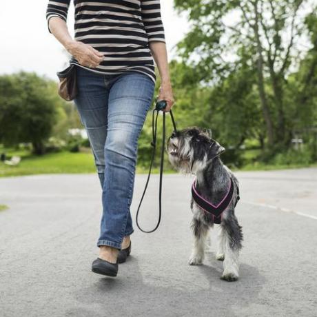 hundpromenad