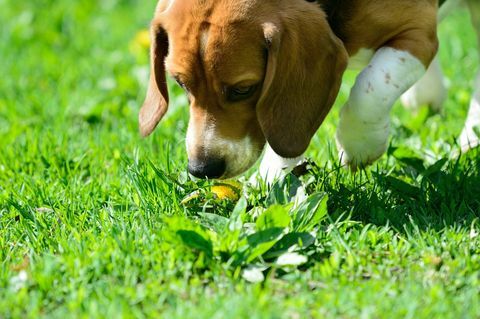 beagle hund som luktar blomma