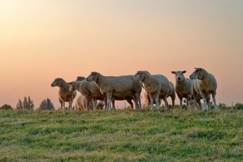 flock får står på ett fält vid solnedgången, Östfrisland, Niedersachsen, Tyskland