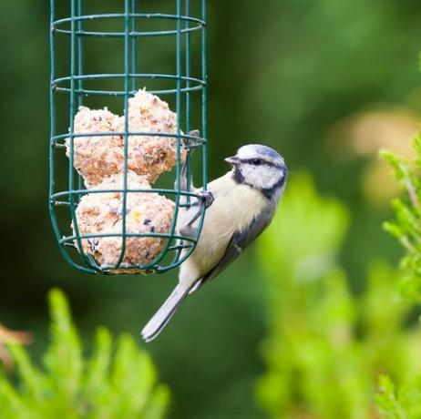 fågel, näbb, fågelförråd, fågelmatare, fågelmat, vilda djur, chickadee, växt, sittande fågel, svans,