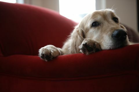 Golden retrieverhund som ligger på soffan, närbild