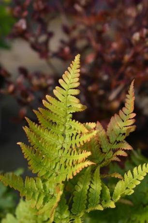 höst ormbunke latinska namn dryopteris erythrosora