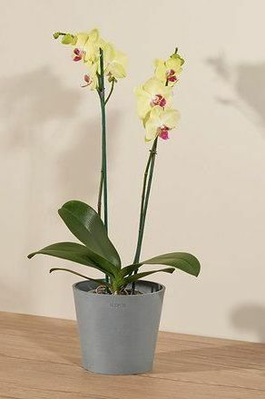 Lady Luck Orchid