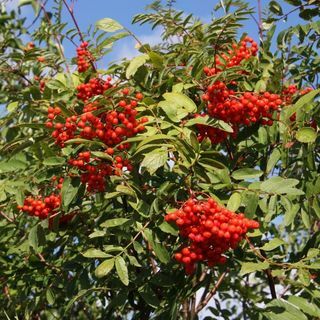 Rönn – Sorbus aucuparia