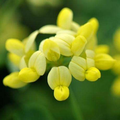 vårblommor – coronilla valentina