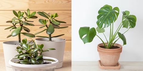 jade-växt och filodendron