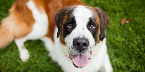 st bernard hund