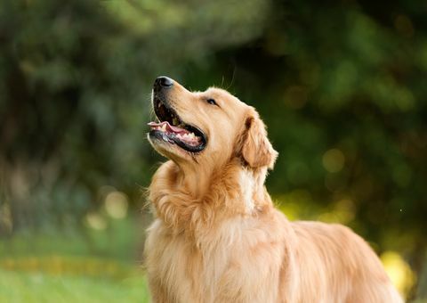 en labrador retrieverhund i parken