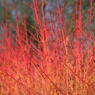 Cornus sanguinea 'Midvintereld'