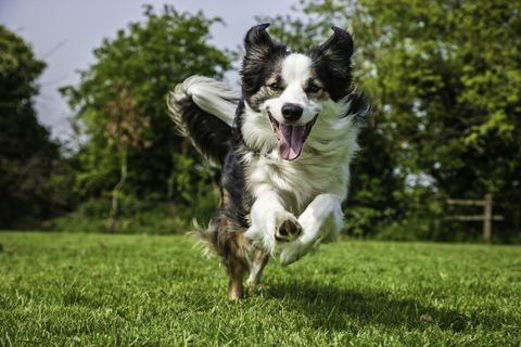 Border Collie hund springer över fältet