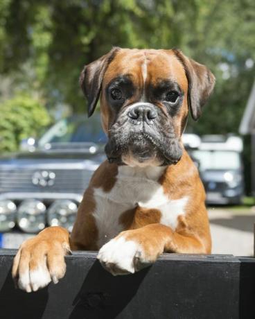 boxerhund utanför