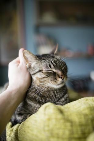 mans hand som strök tabby katt som ligger på soffans ryggstöd