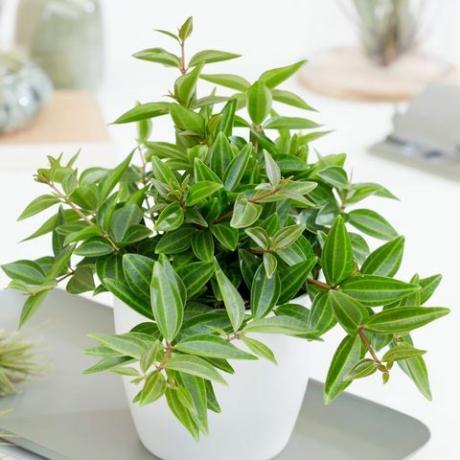 inomhus hängande växter: peperomia quadrangularis