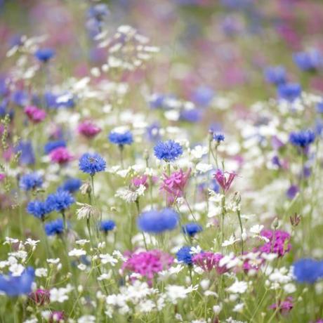 vildblommor i Storbritannien