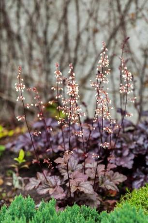 flerårig växt heuchera micrantha i trädgården lila löv och blommande små blommor