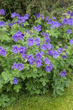 form av härdig pelargon med djupa violetta blommor i juni en lågväxande flerårig växt