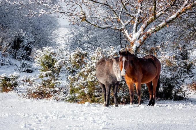 djur i snö Storbritannien