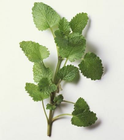 Lemon Balm kvist