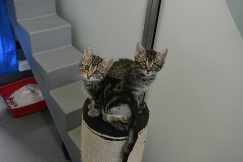 Övergivna kattungar letar efter ett nytt hem