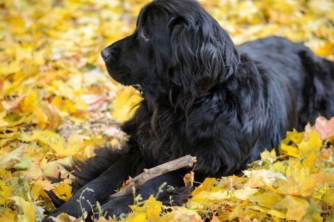 Newfoundland hund