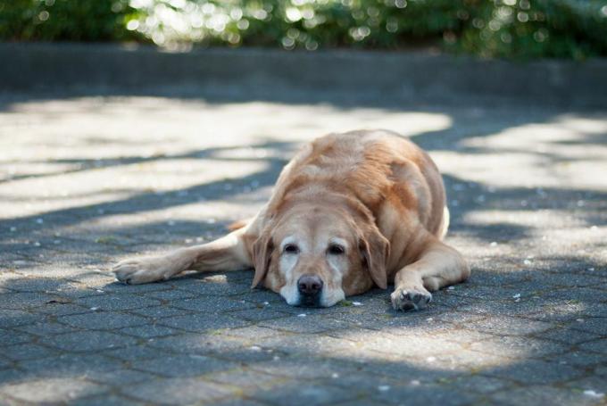 hund som ligger i skuggan