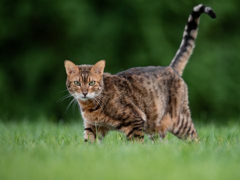 porträtt av katt som står på gräsmark