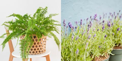 boston fern och lavendel