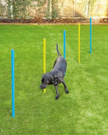 Aldi hund agility set