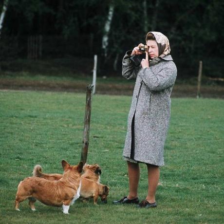 Windsor, Storbritannien, drottning Elizabeth II fotograferar sin corgis i Windsor Park 1960 i Windsor, England foto av anwar husseingetty images