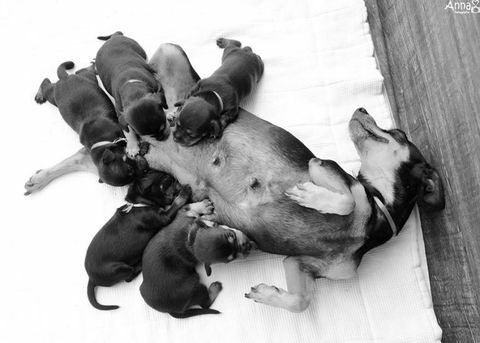 Den gravida hunden som vaggade hennes fotografering för moderskap hade hennes valpar