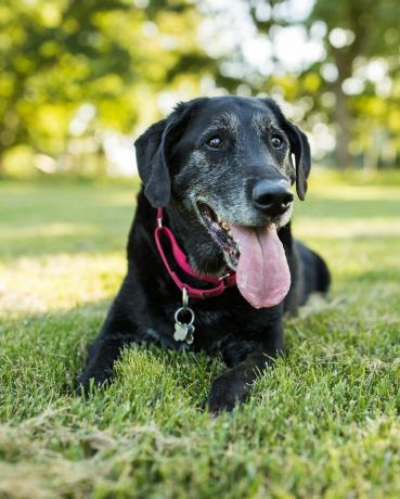 en senior labrador retrieverhund ligger ner i gräset i en park utomhus