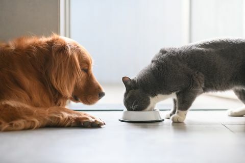 Golden Retriever och brittiska korthårskatter äter