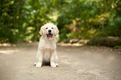 labrador valp som sitter på en skogsbana