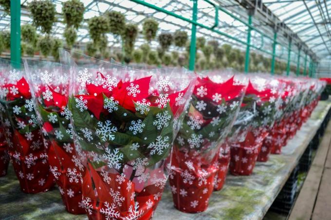 julförsäljning av klarröda julstjärnablommor i festlig förpackning med snöflingor ett stort antal blommor i krukor finns i växthuset semesterförberedelser, presenter, dekorationer