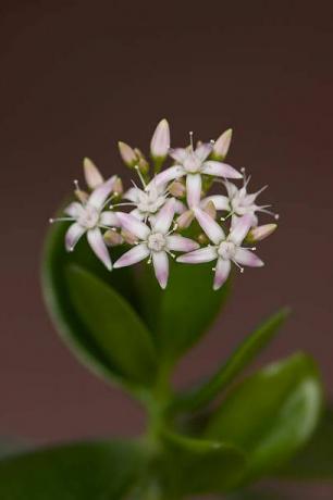 crassula ovata whith blommor, känd som jadeväxt, vänskapsträd, lycklig växt eller pengarträd