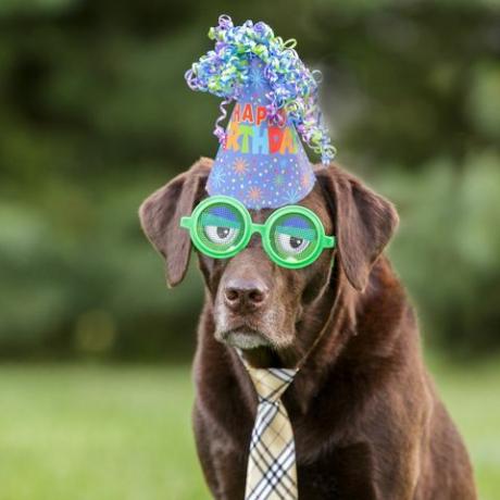 Choklad Labrador som bär gröna roliga glasögon och en födelsedaghatt