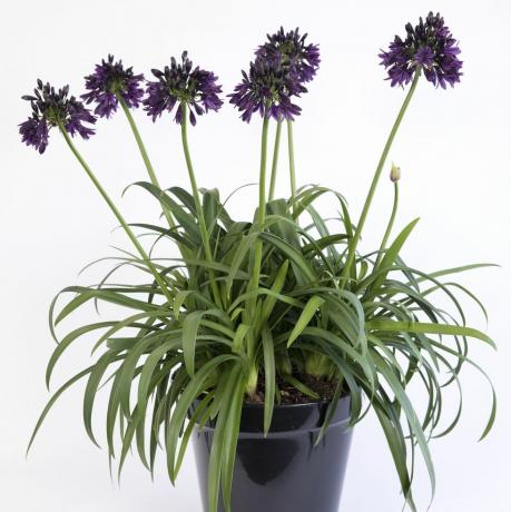 Agapanthus 'black jack'rhs plant of the year-tävling 2023