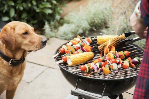 labradorhund tittar intresserad på mat på grillen