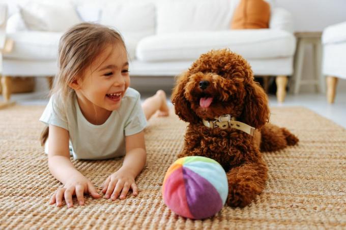 kärlek mellan husdjur och lilla ägare, liten flicka och leksak pudel leker hemma