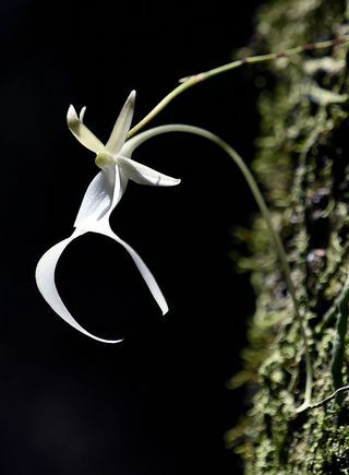 Storbritanniens mest hotade växter avslöjade - Ghost Orchid