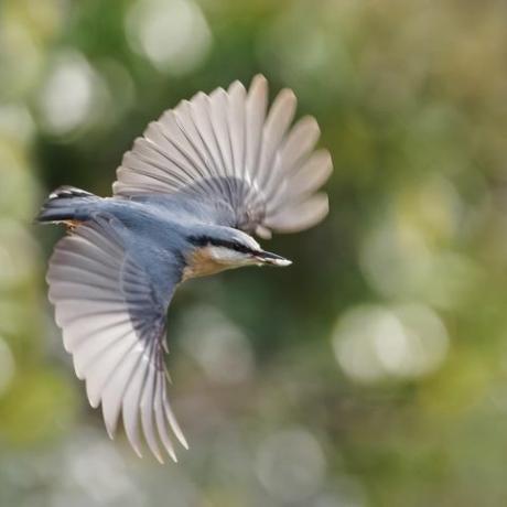 fågelfotografering trädgård djurliv