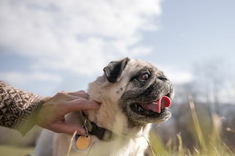 kvinna med krage av hennes mops hund utomhus