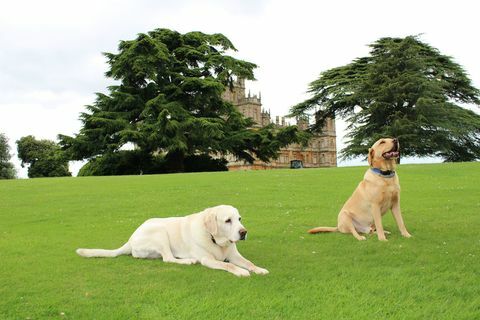 labradors highclere slott