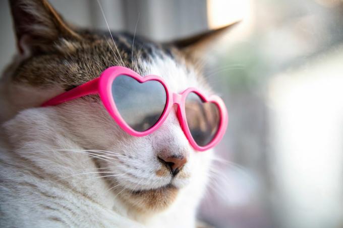 katt bär hjärtformade solglasögon